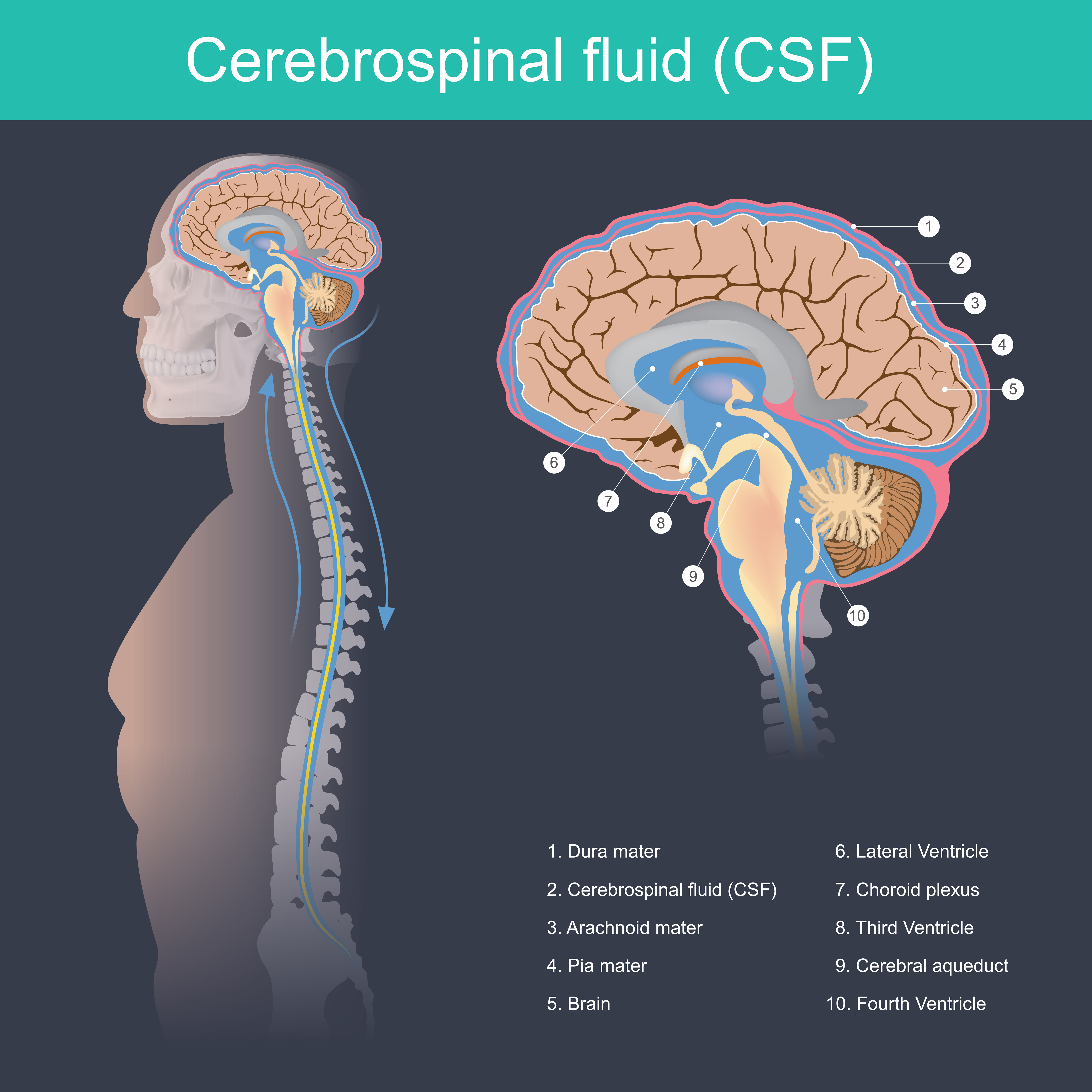 CSF Body Diagram Brain